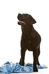 Labrador, schwarz, Rassehund, Studioaufnahme, freigestellt