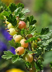 groseiller à maquereau