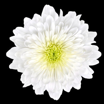 White Chrysanthemum Flower with Yellow Center Isolated