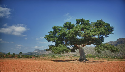 The Vinales Valley, Cuba