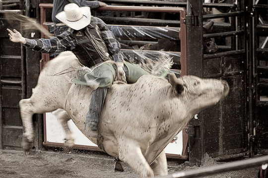Bull rider cowboy