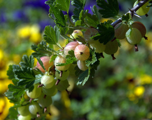 groseiller &agrave; maquereau