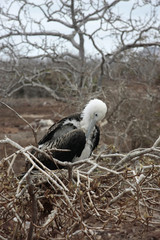 Isla Seymour norte,islas galapagos Ecuador