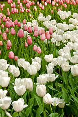 White and pink tulips