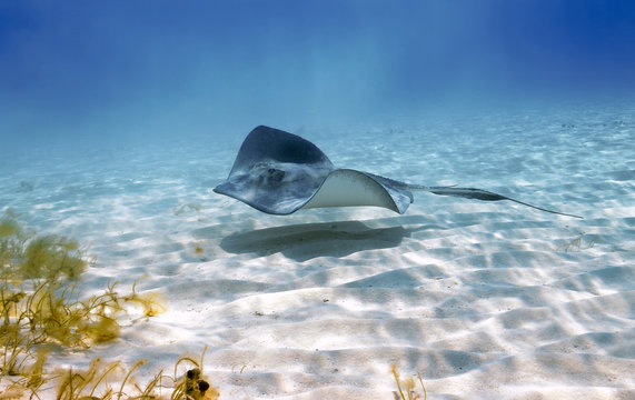 Stingray stealth patrol