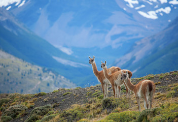 Three guanacoes in Torres del Paine national park - obrazy, fototapety, plakaty