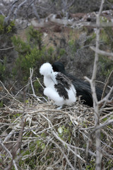 Isla Seymour norte,islas galapagos Ecuador