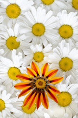 Gazania and daisy pattern