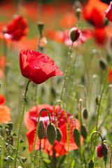 Wilder Mohn - Makro Hochformat