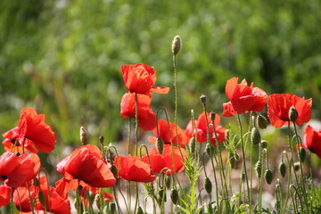 Naklejka premium Wilder Mohn im Sonnenlicht