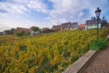 Autumn vineyard near small village, Alsace, France