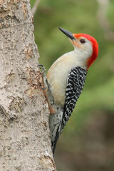 Male Red bellied Woodpecker (Melanerpes carolinus) -  Ontario