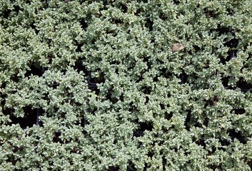 An image of hothouse seedlings in small pots