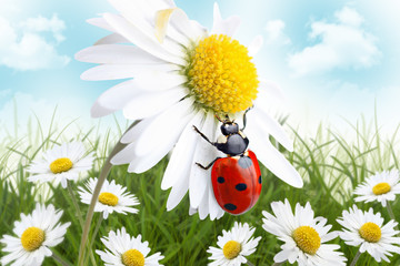 Ladybird on daisy flower