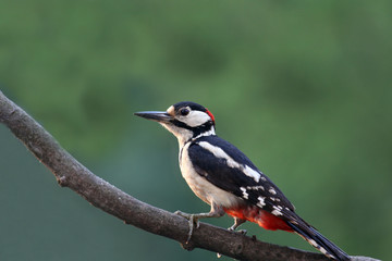 Buntspecht,woodpecker