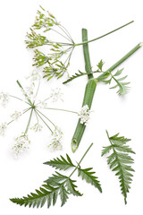 Wiesen-Kerbel (Anthriscus sylvestris) Details der Pflanze