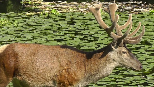 Rothirsch - Cervus elaphus