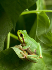 Naklejka premium Green tree frog hiding in foliage