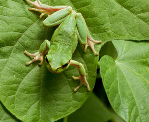 Green frog on green leaves