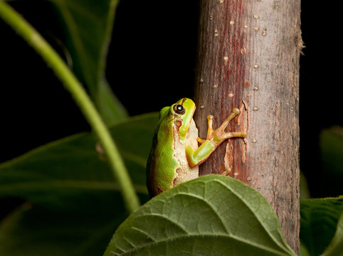 European tree frog on branch