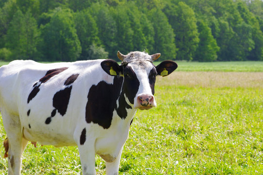 Black&white cow on farmland outdoor