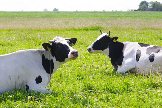 Black&white cows on farmland outdoor
