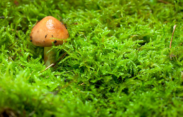 young boletus on green moss background