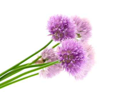 Fototapeta purple flowers