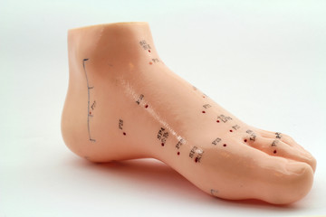 Akupunktur Model - Fuß - traditionelle Chinesische Medizin