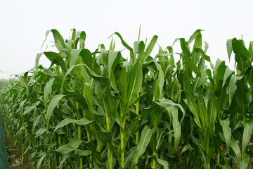 closeup pictures of maize leaf