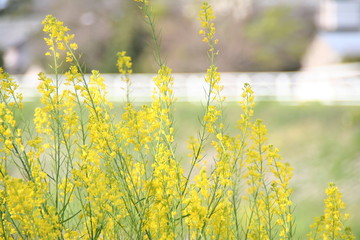 菜の花