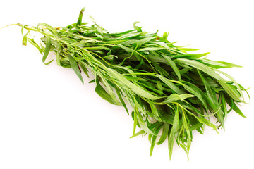 Tarragon isolated on white