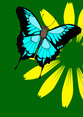 butterfly on flower