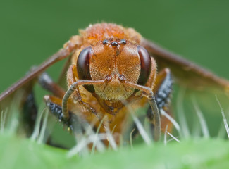 Macro portrait of a wasp