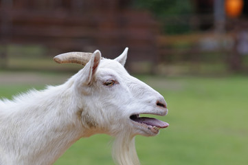ヤギのポートレート
