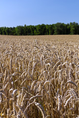 Rural summer landscape
