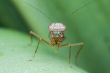 Macro shot of a mantis