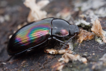 Macro shot of a dark beetle