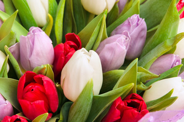Fototapeta premium tulips