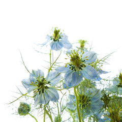 nigella