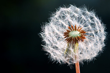 Dandelion flower - Dark background