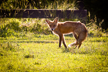 Old fox slopes off across garden