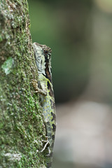 Macro shot of a female great angle head lizard