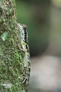 Macro shot of a female great angle head lizard