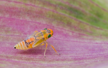 Macro shot of a colorful leafhopper nymph