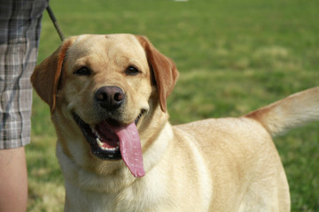 portrait of a female adult labrador