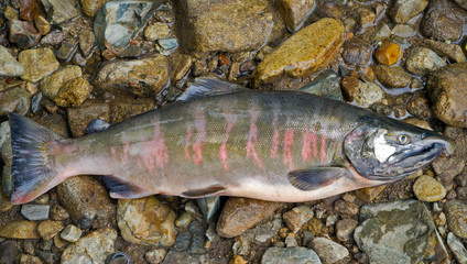 Male of salmon 7