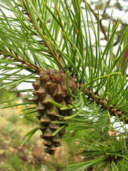 fir cone