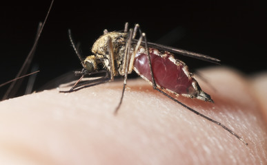 Mosquito sucking blood, extreme close-up with high magnification