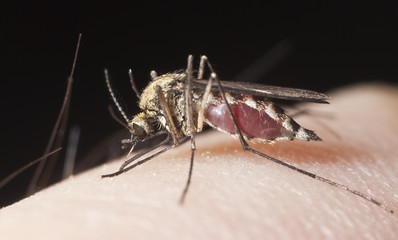Mosquito sucking blood, extreme close-up with high magnification